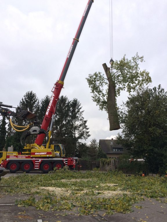 Baumfällung und Baumabtragung Baumpflege Rheinwald