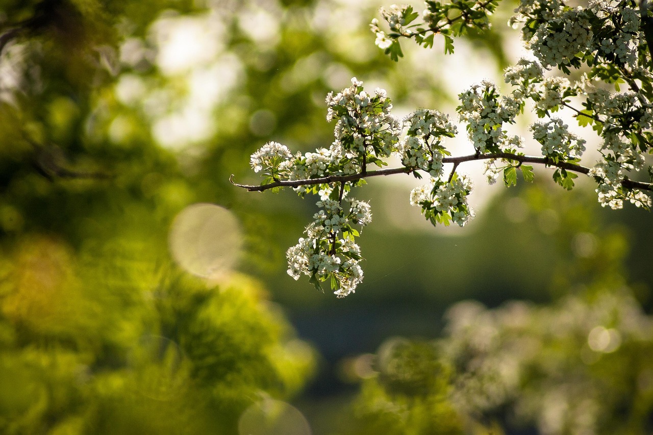 Baum im Frühling